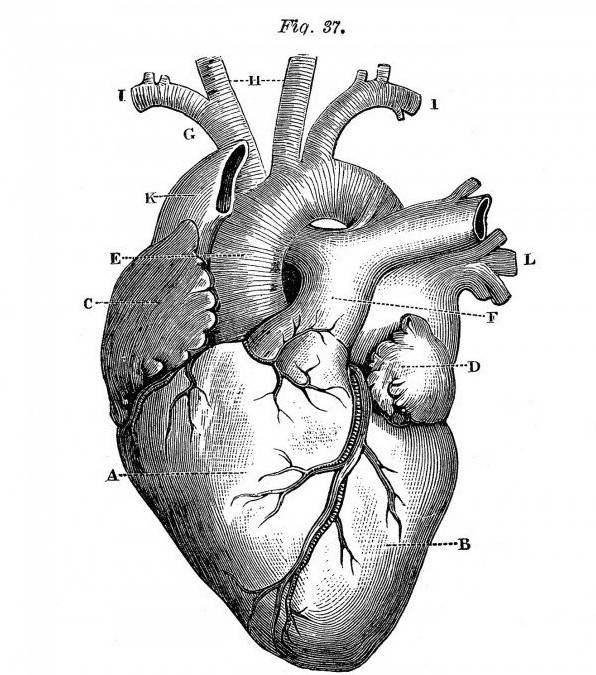 Малюнки олівцем людське серце