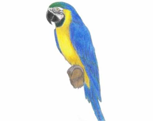Малюнки олівцем папуга ара