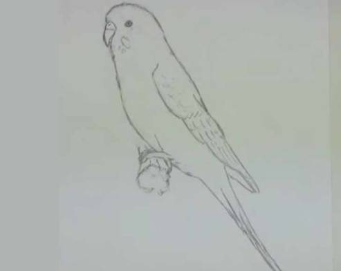 Рисунки олівцем хвилястий папуга