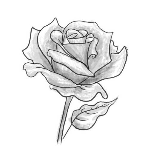 Чорно-білі малюнки троянди для змалювання