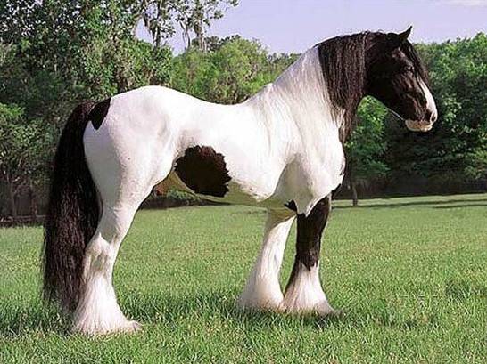 Фото зображення красиві коні