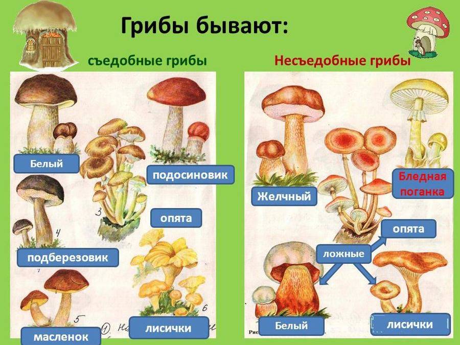 Картинки їстівні та неїстівні гриби (60 фото)