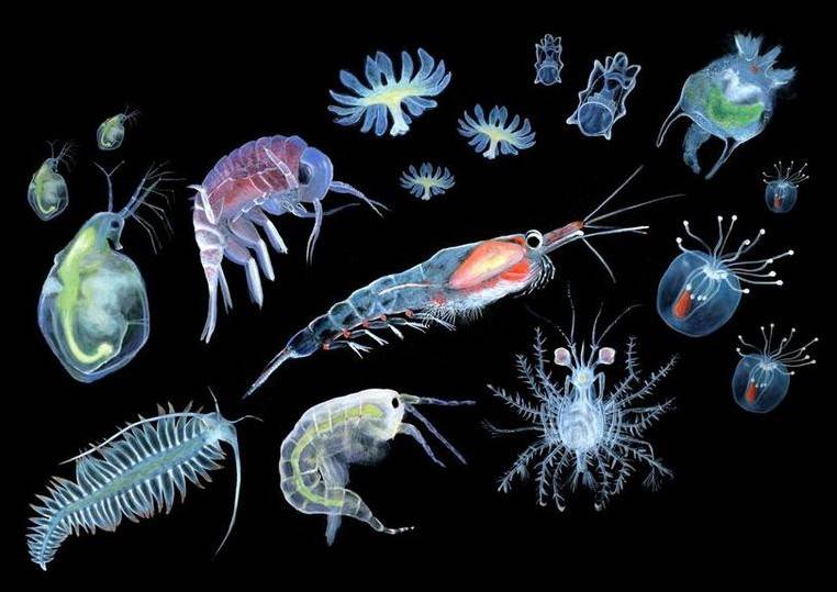 Картинки планктону (40 фото)