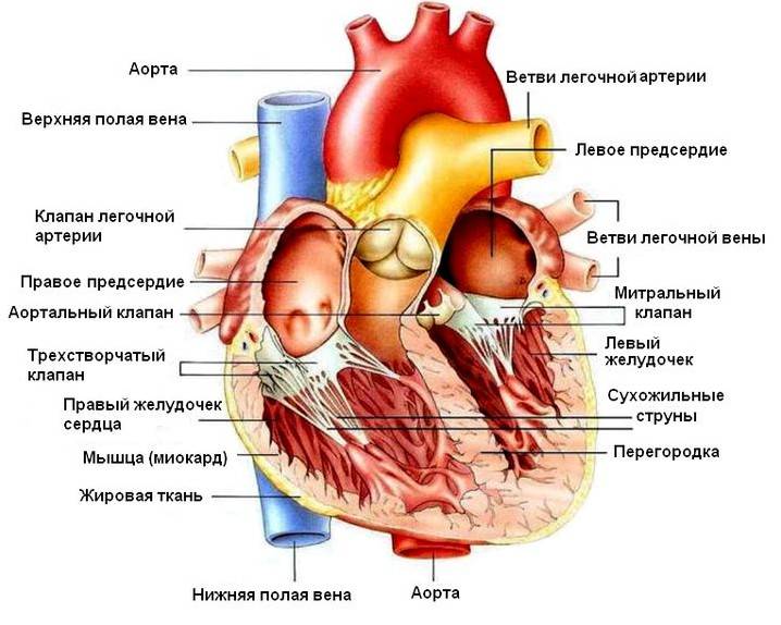 Картинки серця людини (45 фото)