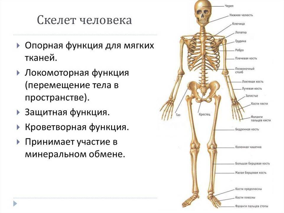 Картинки скелет людини (50 фото)