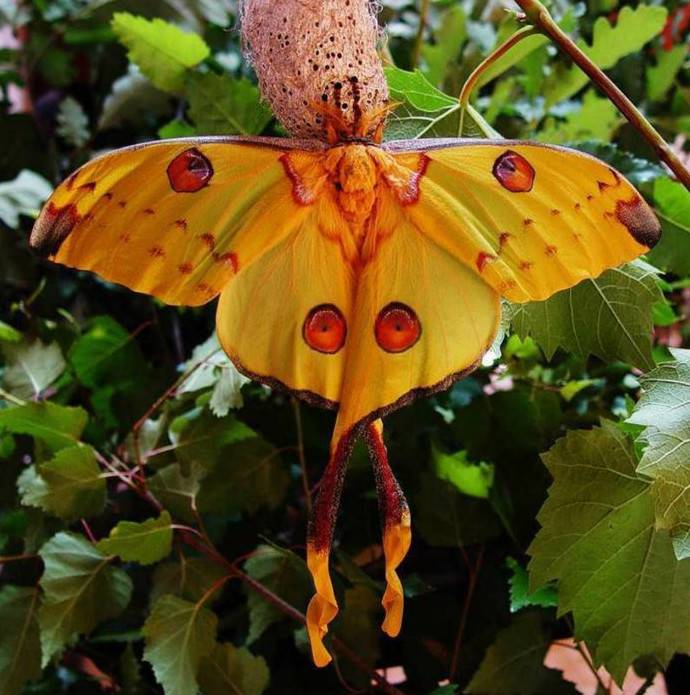 Красиві картинки метелика
