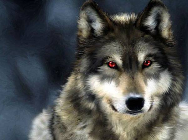 Красиві зображення вовки