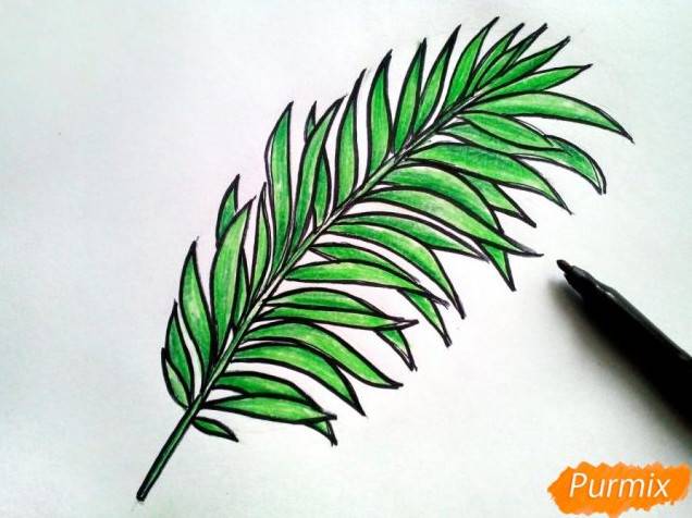 Малюнки олівцем листя пальми