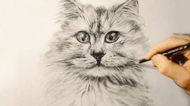 Малюнки олівцем пухнастий кіт