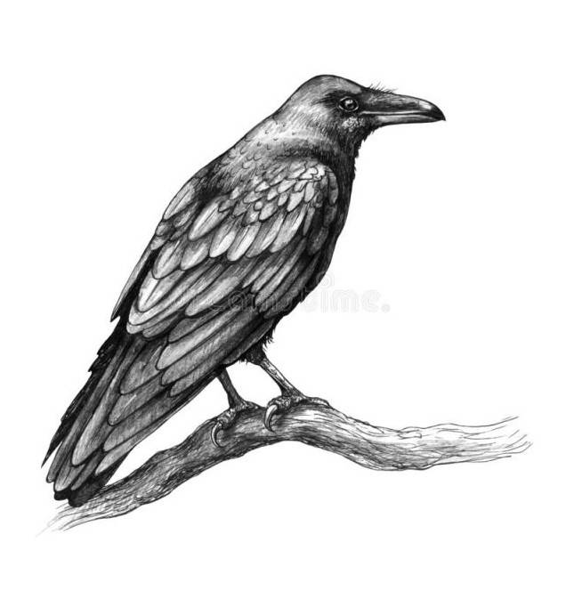 Малюнки олівцем ворона