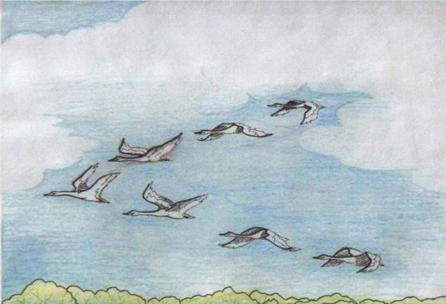 Малюнки олівцем зграя птахів
