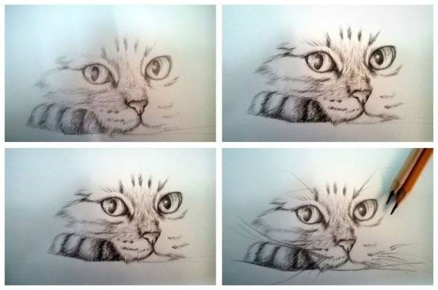 Малюнок олівцем мордочка кішки