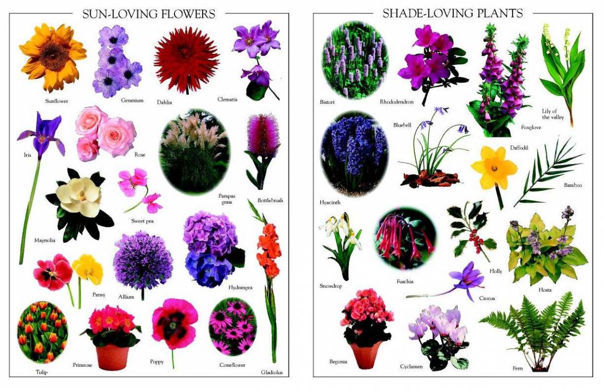 Растения на букву ш. Цветы названия. Цветы разные виды названия. Названия цветов растений. Разнообразие цветов с названиями.