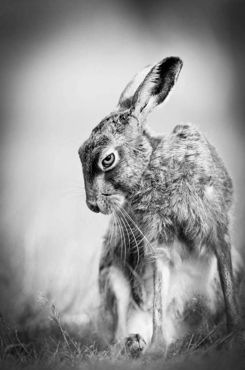 Картинки про злого зайця (39 ФОТО)