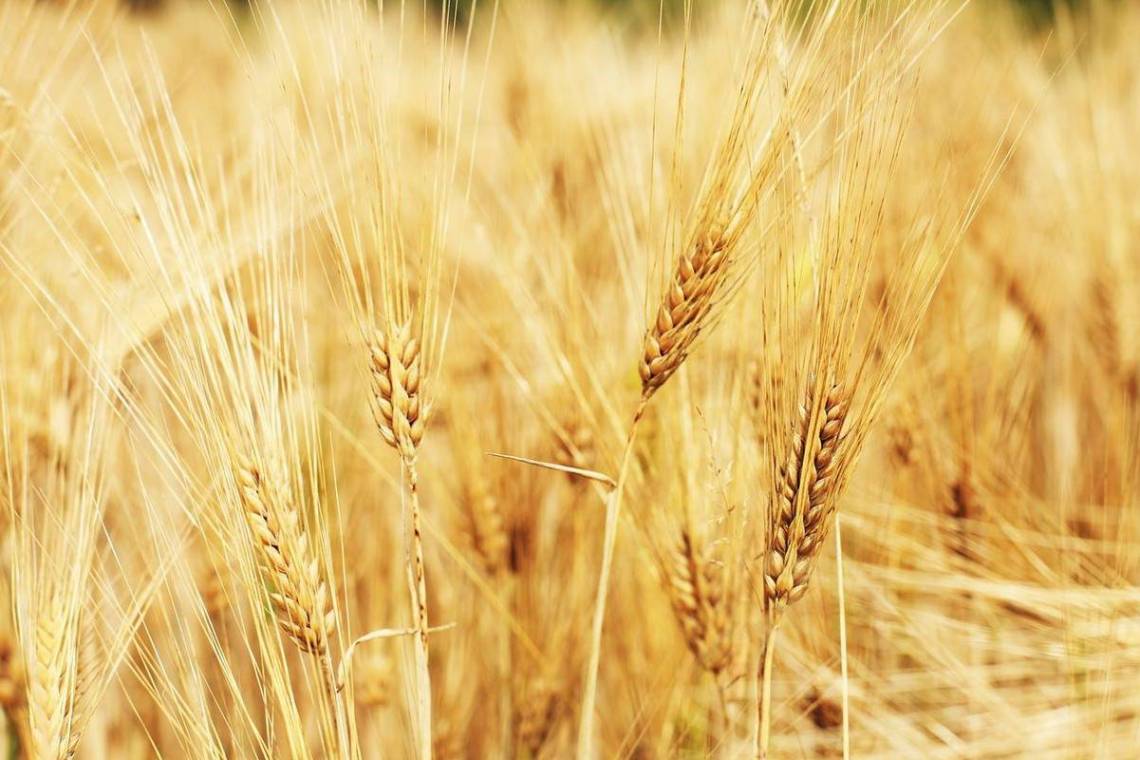 Картинки пшениці (50 фото)
