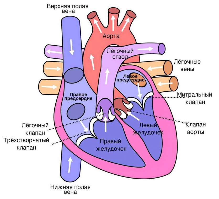 Картинки серця людини (45 фото)