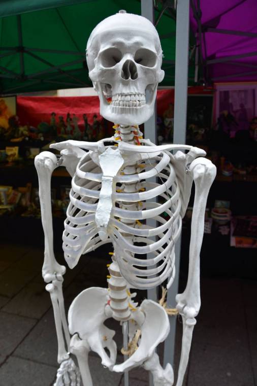 Картинки скелет людини (50 фото)
