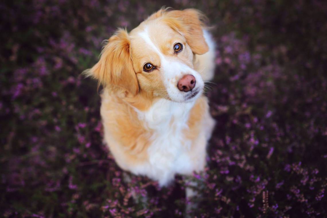 Красиві картинки собак (58 фото)