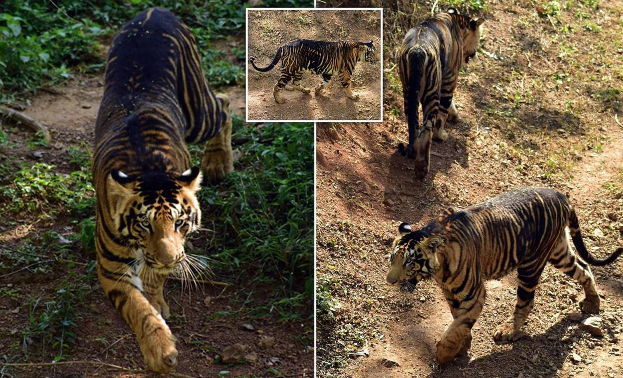 У Національному парку Індії мешкають рідкісні "чорні" тигри
