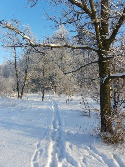 Зображення на тему «Зима» (35 фото)