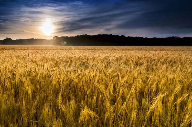 Зображення пшеничне поле (52 фото)